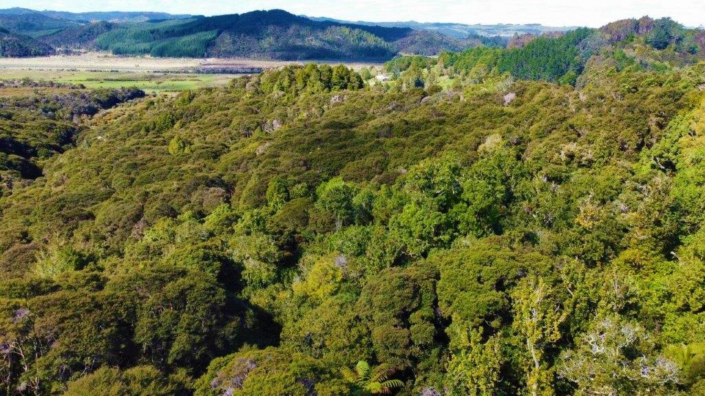 Bush Retreat with Kauri Trees, Cabin and Creek
